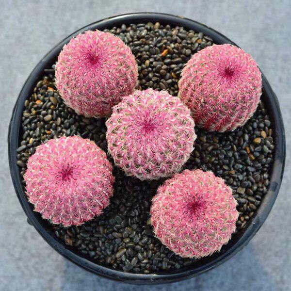 实生红太阳仙人球创意多肉植物小多肉植物
