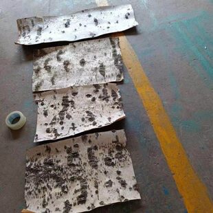 原天I然白桦树皮包管家居装饰树皮DY83985花材工艺水料装潢树皮装