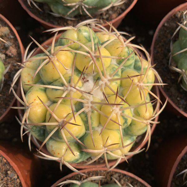 象芽锦带三角柱疣接嫁接侧芽仙人球带锦稀有品种仙人掌多肉植物花