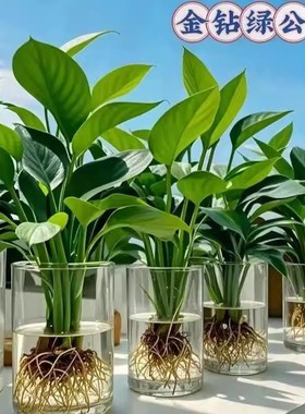 【下单立减50】大叶金钻水培植物盆栽绿公主室内桌面_WH