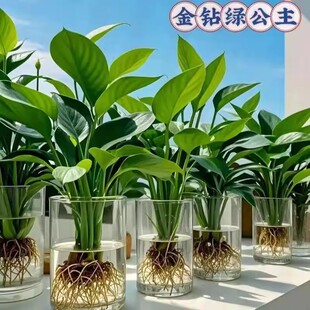 【下单立减50】大叶金钻水培植物盆栽绿公主室内桌面_WH