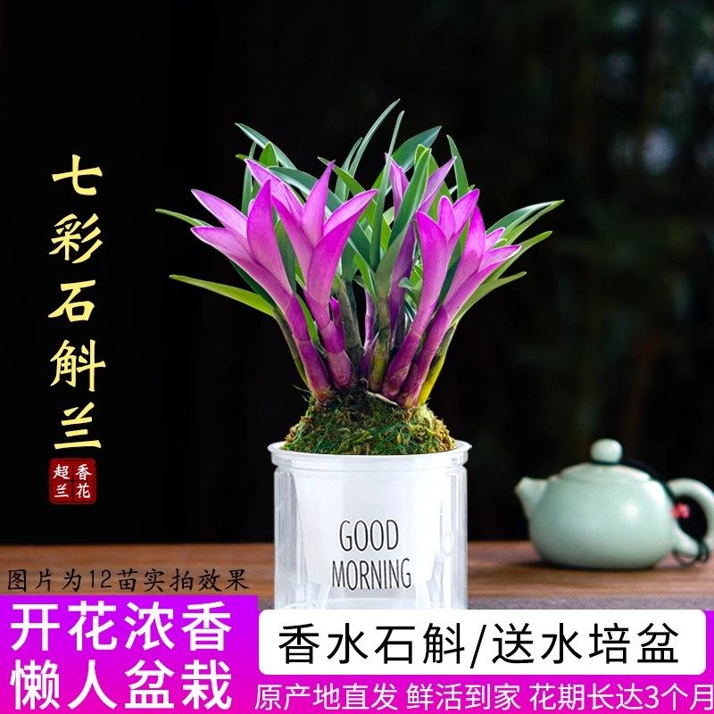 【下单立减50】七彩香水石斛兰花四季开好养幼苗石斛植花卉净化_Y