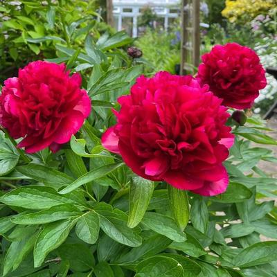 【下单立减50】芍药根重瓣种根芍药花苗绿植花卉盆栽浓香(带芽_WH