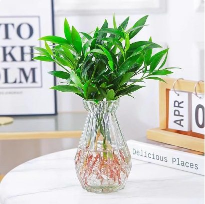 【下单立减50】竹柏盆栽水培新宠防蚊植物绿植室内客厅WH,鲜花速递/花卉仿真/绿植园艺,绿植,淘宝优惠券,粉丝福利购,淘宝优惠卷