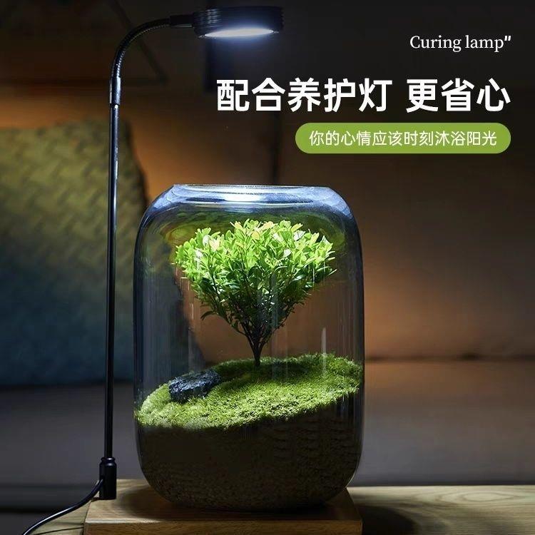 生命之树懒人苔藓微景观