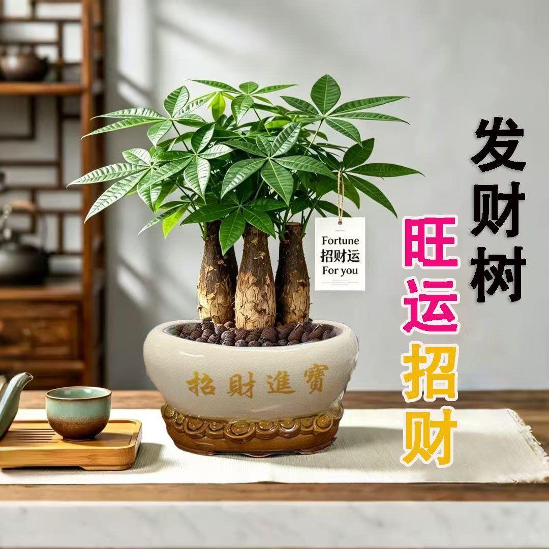 老桩发财树开业乔迁桌面