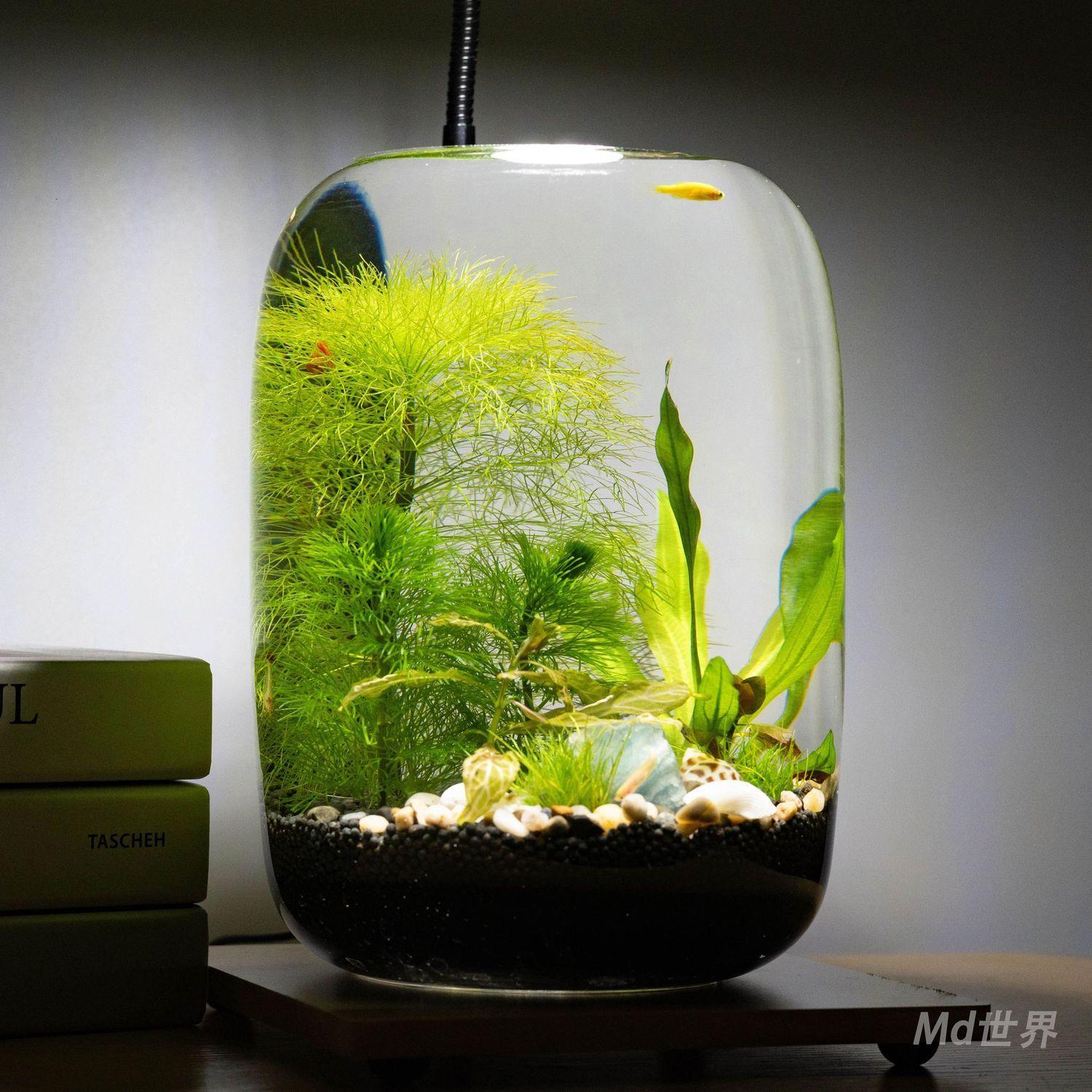 生态缸微景观水草小玻璃