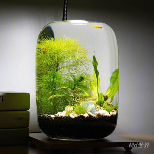 生态缸微景观水草小玻璃