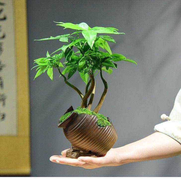 福禄五福发财树盆栽室内