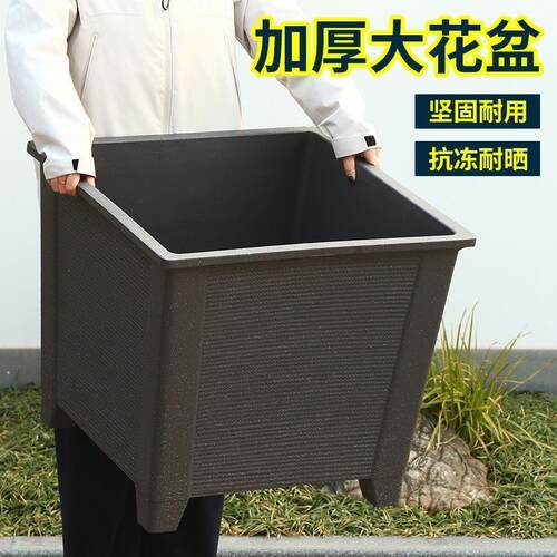 户外庭院专用特大口径花