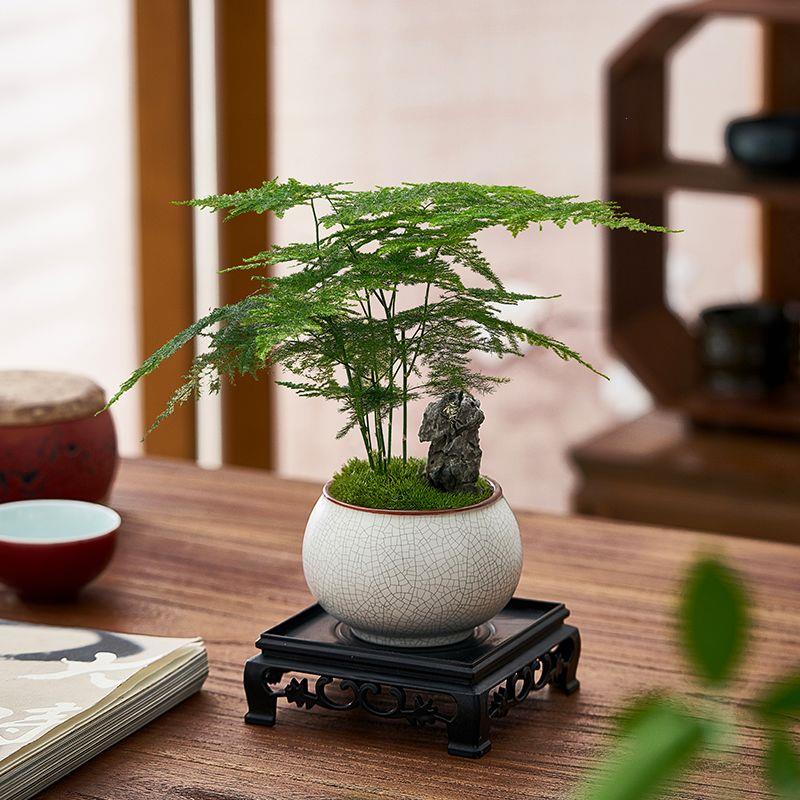 文竹盆栽室内植物净化办
