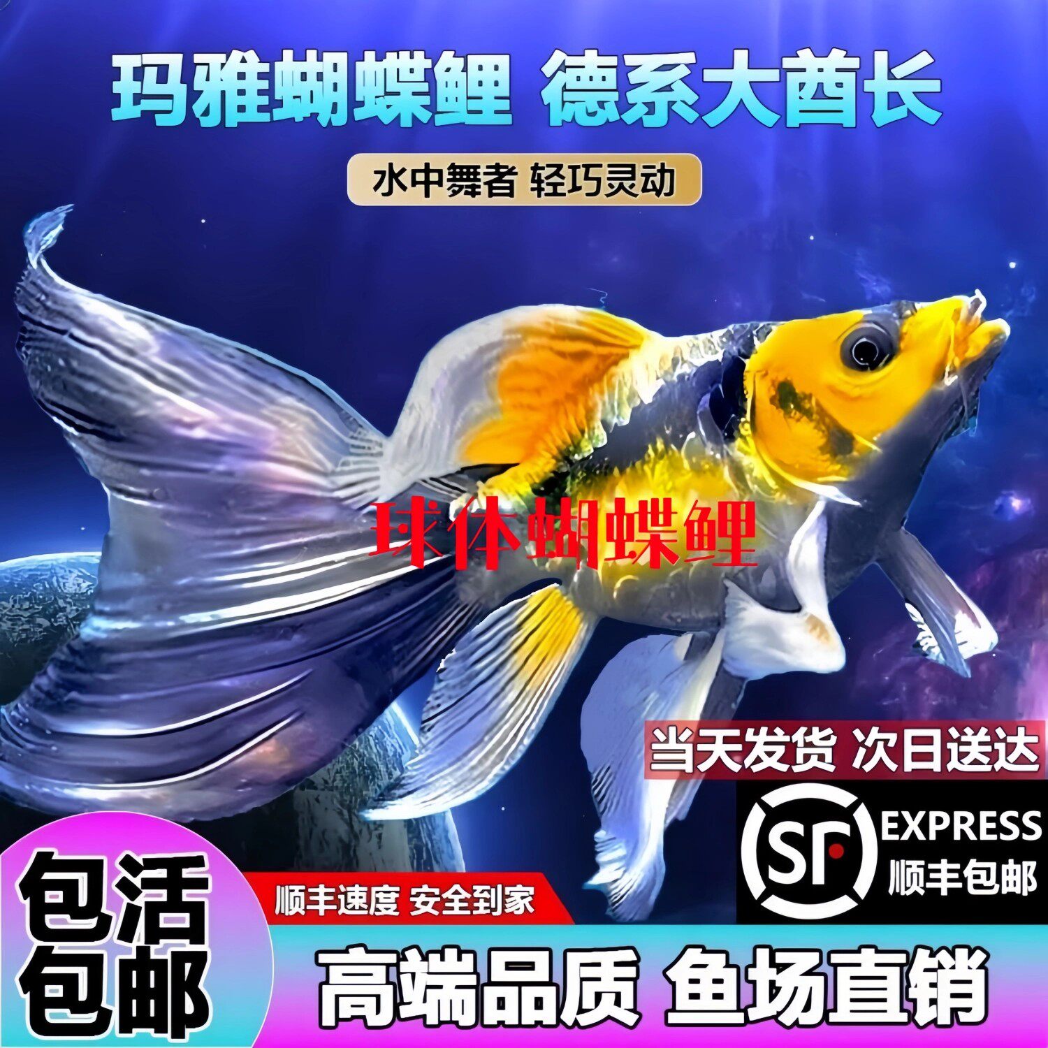 德系玛雅蝴蝶鲤大酋长球体长尾短身锦鲤冷水鱼耐活耐寒淡水观赏鱼