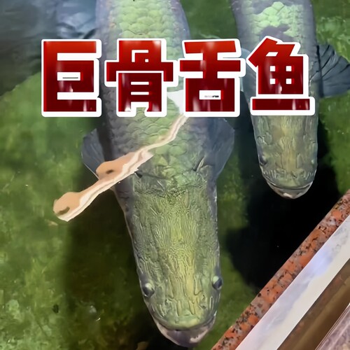 巨骨舌鱼红花爆花红尾巨骨舌鱼