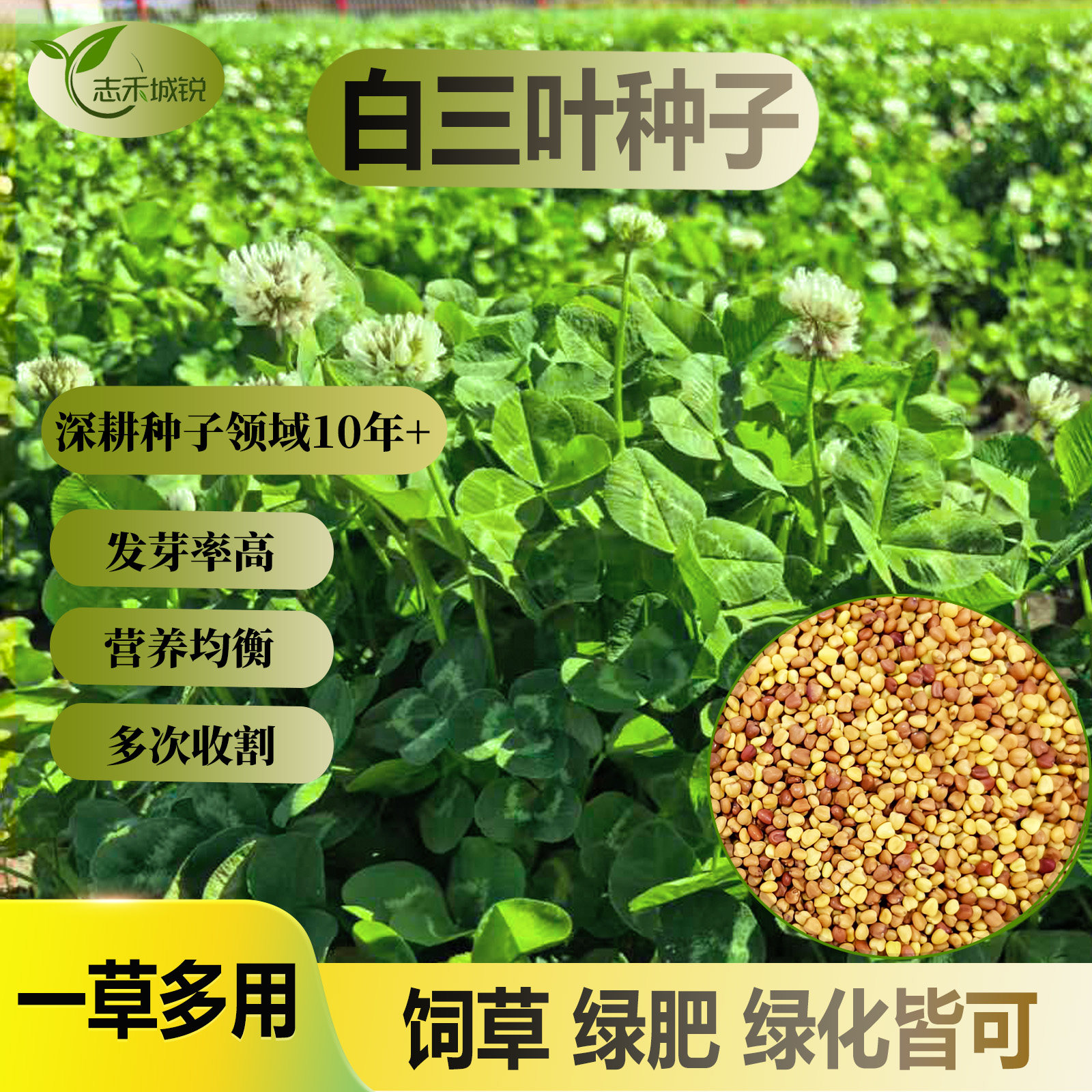 白三叶草发芽率高饲草景观绿肥