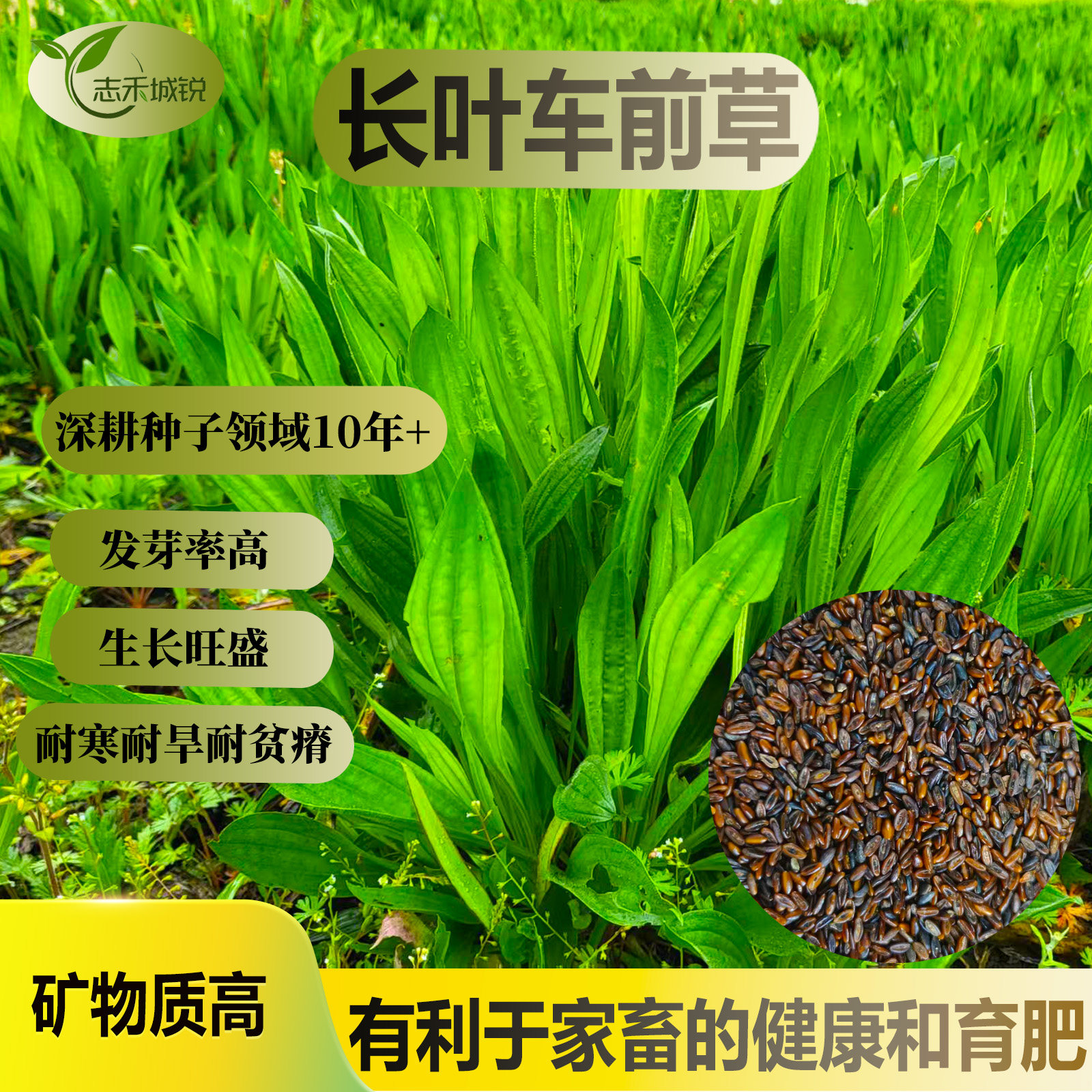 长叶车前草种子混播较好