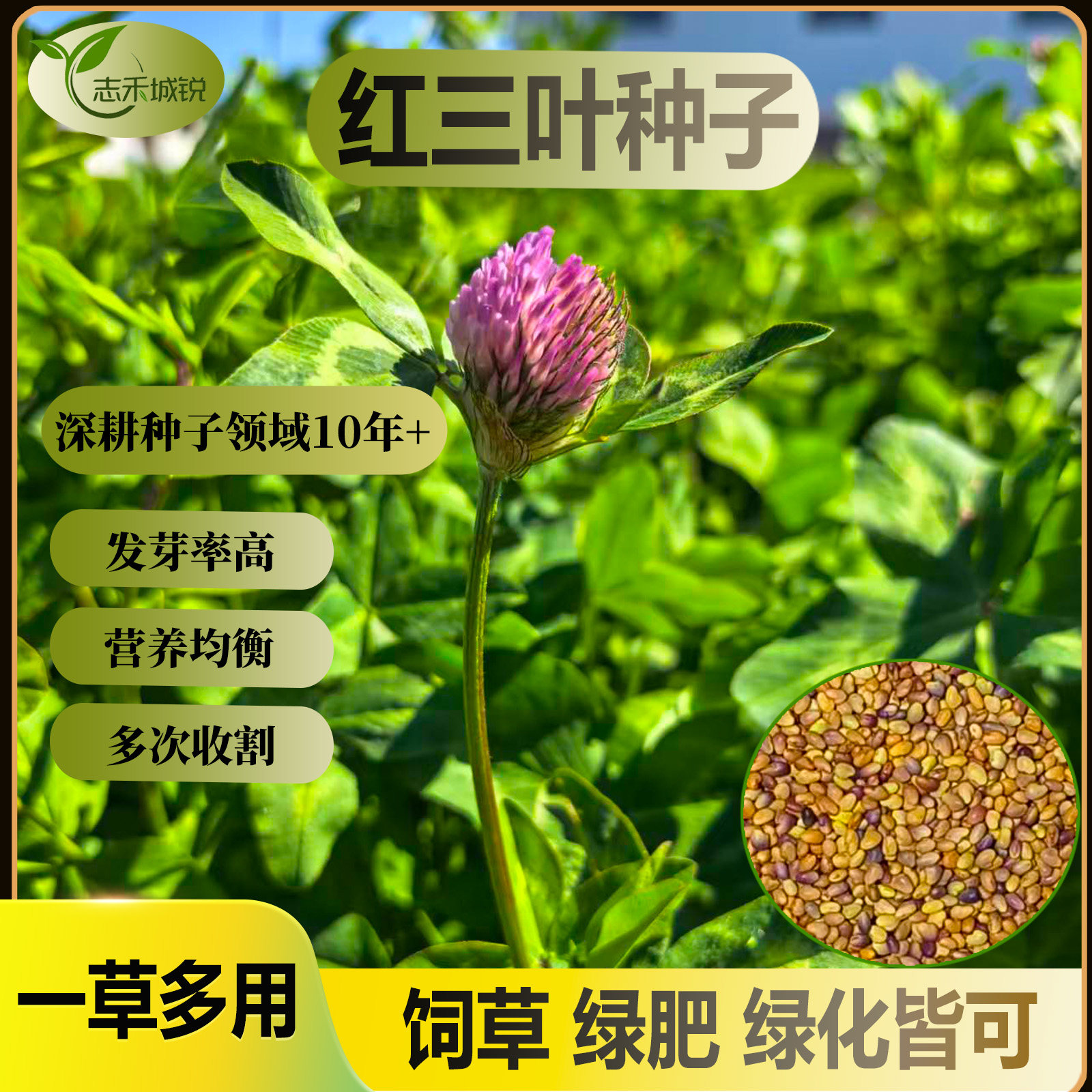 红三叶草种子发牙率高