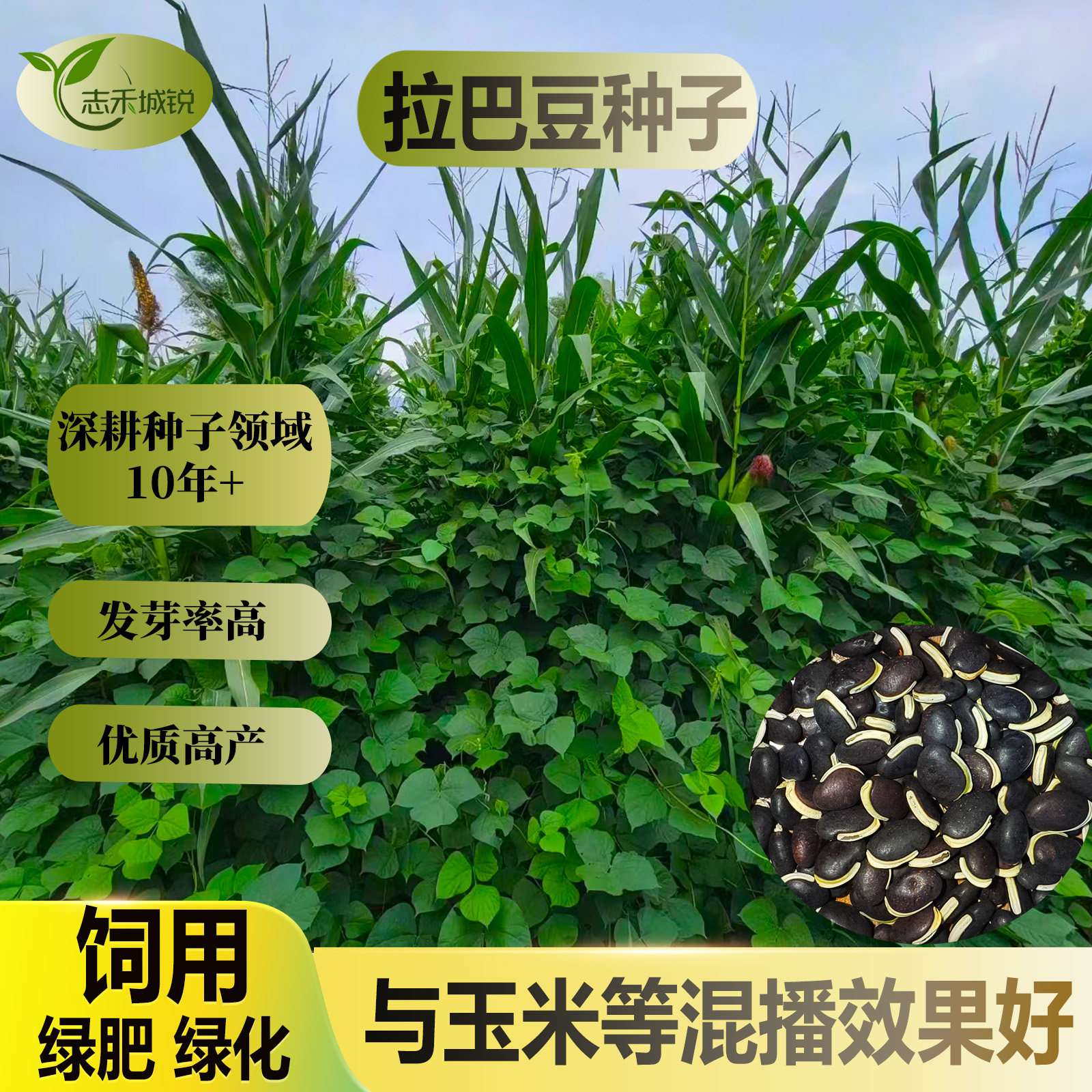 志禾城锐拉巴豆种子饲草绿化护坡固沙优质种子