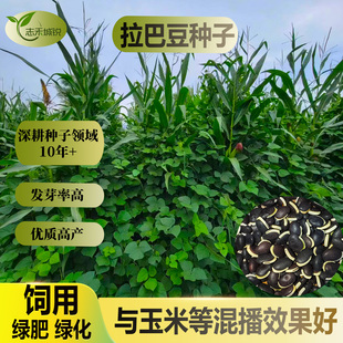 志禾城锐拉巴豆种子饲草绿化护坡固沙优质种子