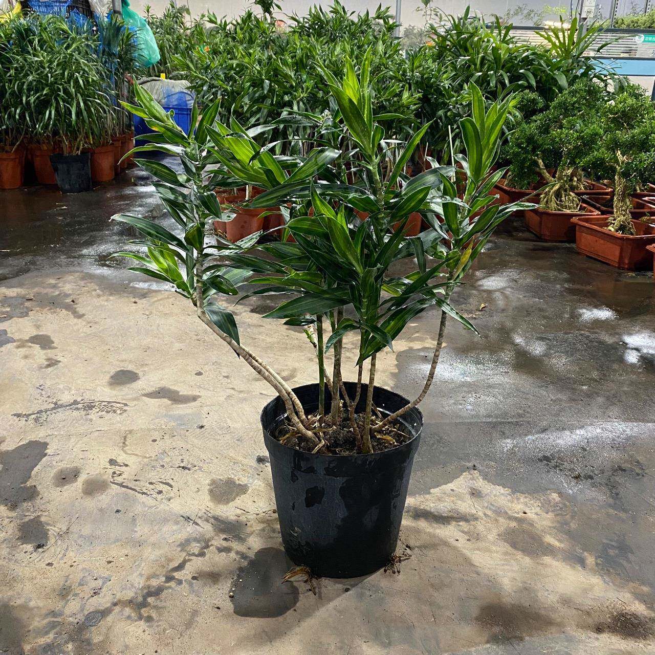合竹金心大盆栽室内养植百合竹金物金边客树老桩真百绿厅好植发财