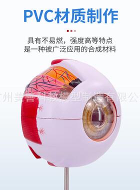 数医学六倍解放大人体球解剖模型眼睛剖结构五官眼科眼22模型字标