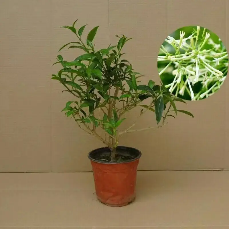 【下单立减50】夜来香盆栽驱蚊四季青开花浓香花卉净化空气wf