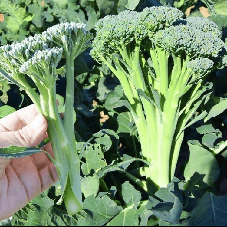 【下单立减50】菜苔种子蔬菜种子油菜芯籽四季种植盆栽_wf