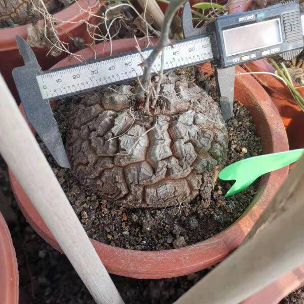 漳州嘟嘟仙人球公司 龟甲龙 批量大棚种植货源
