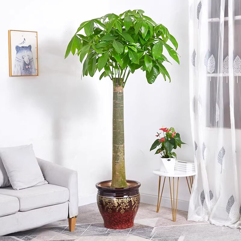 单杆发财树室内外花卉盆景植物盆栽大招财树花苗客厅大型绿植易活