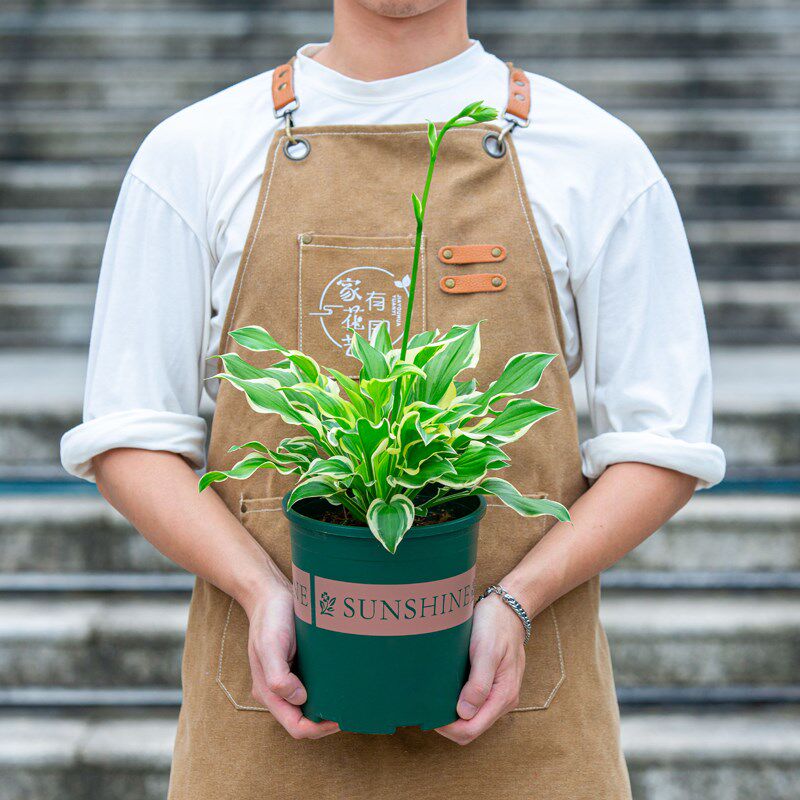 金边玉簪花苗绿植盆栽大盆室内阳台室外庭院好养易活观叶花卉植物