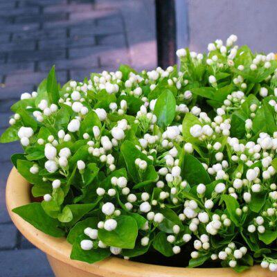 茉莉花苗盆栽花卉室内观花植物四季绿植阳台开花植物盆景茉莉花