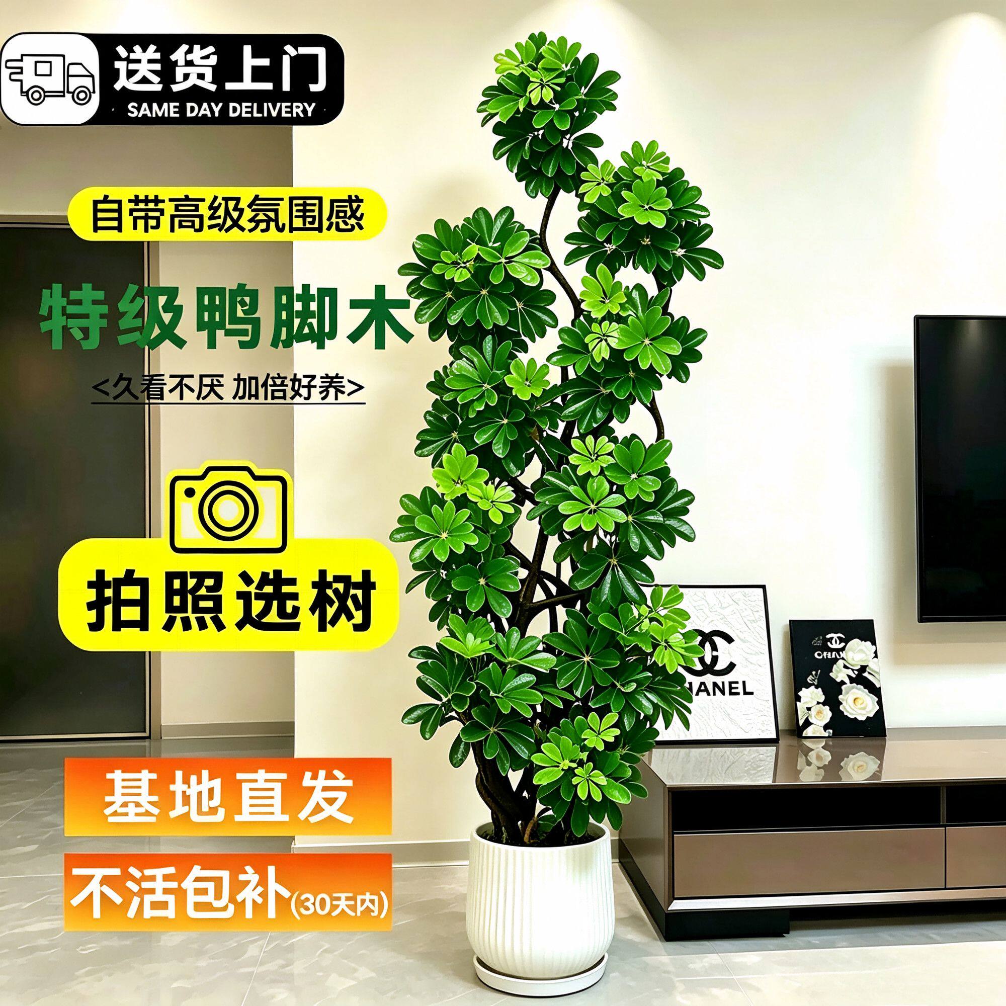 网红鸭脚木老桩大型绿植盆栽客厅多头鹅掌木八方来财植物办公室内
