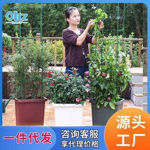 花欧林泽盆阳水台种菜盆大号盆自吸懒人栽蔬菜种植箱家庭种菜D205