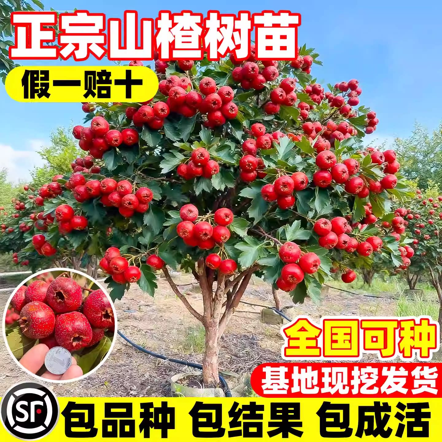 特大山楂树果苗活苗大金星大五棱盆栽南北方种植甜红子山楂苗庭院