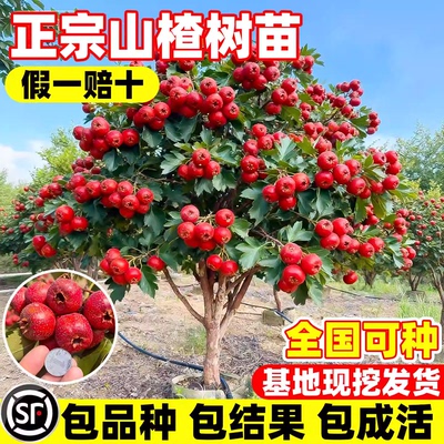 特大山楂树果苗活苗大金星