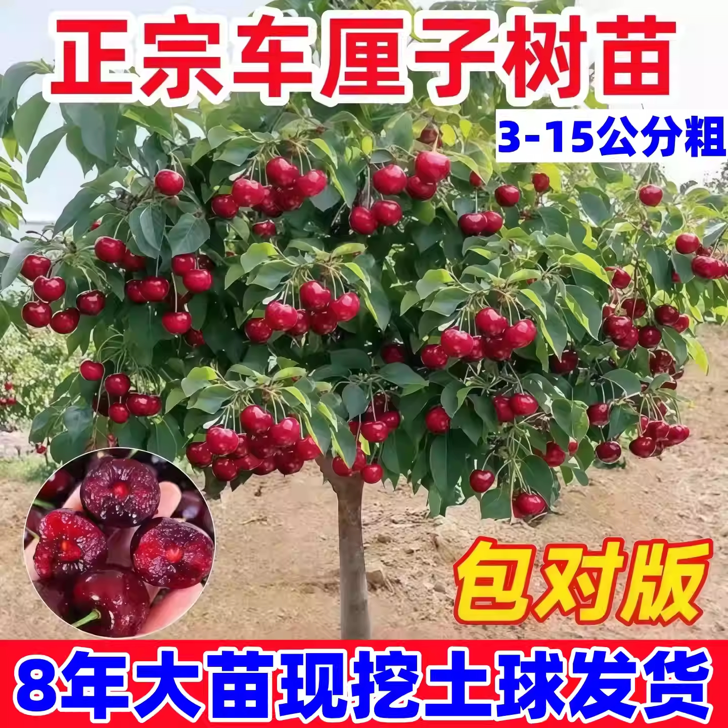 正宗特大樱桃树苗嫁接南北可种