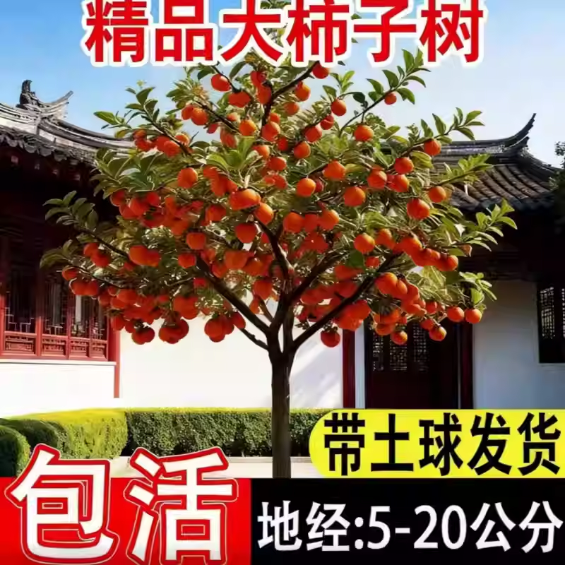 特大阳丰无核脆甜柿子树果苗庭院果树盆栽地栽南北方种植柿子苗树,鲜花速递/花卉仿真/绿植园艺,果树,淘宝优惠券,粉丝福利购,淘宝优惠卷
