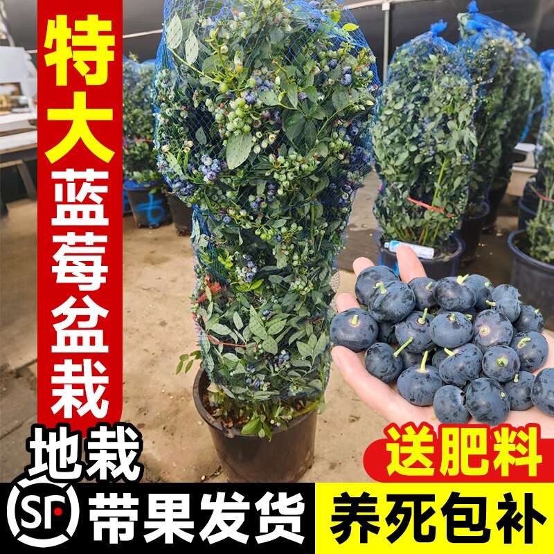 特大蓝莓树果苗带土球庭院阳台