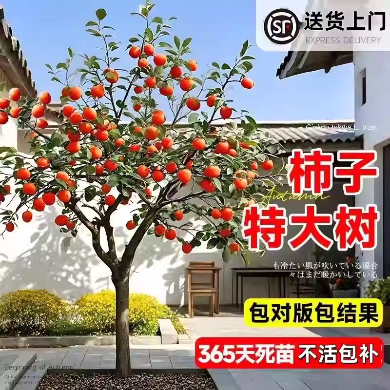 特大阳丰无核脆甜柿子树苗