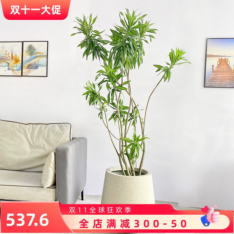 金叶心金子百合竹老醛大盆栽室内好养除甲桩客厅网红常绿植物