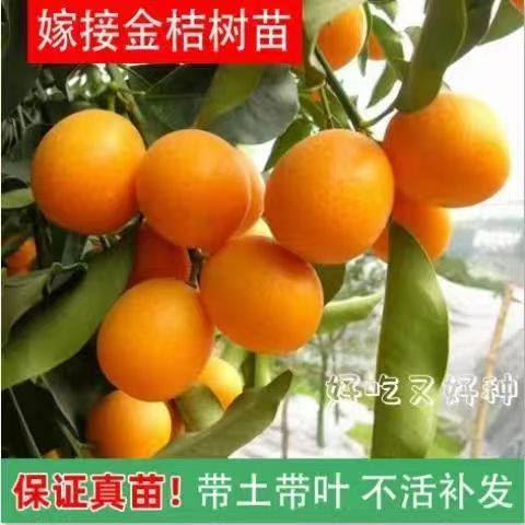 基地直发柑橘盆栽脆蜜滑皮金桔树苗室内室外四季果树可食用,鲜花速递/花卉仿真/绿植园艺,果树,淘宝优惠券,粉丝福利购,淘宝优惠卷