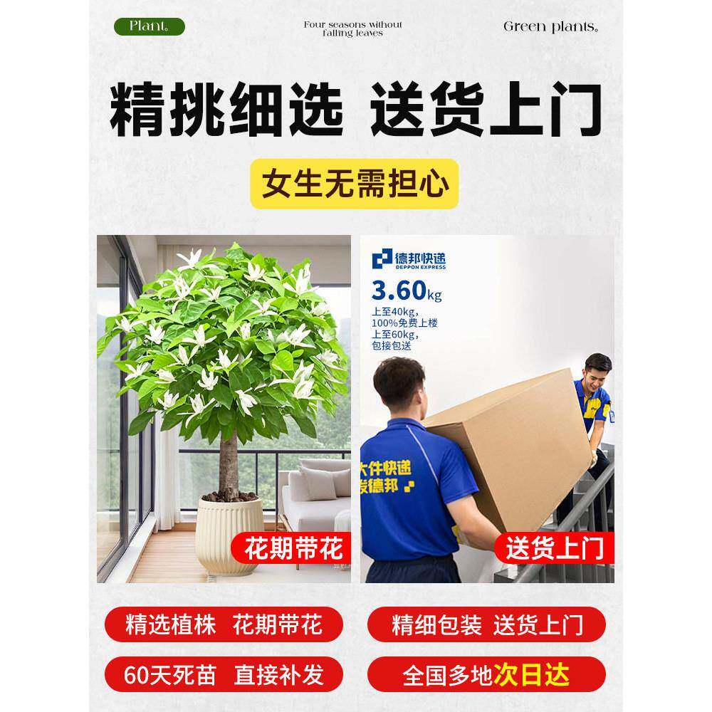 白玉兰花树苗季开花大树带型花栽zz-7-byl苞盆大绿植室四内公室原