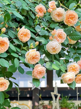 玛格丽特王妃藤本黄色月季花苗盆栽花卉浓香阳台四季开花蔷薇爬藤