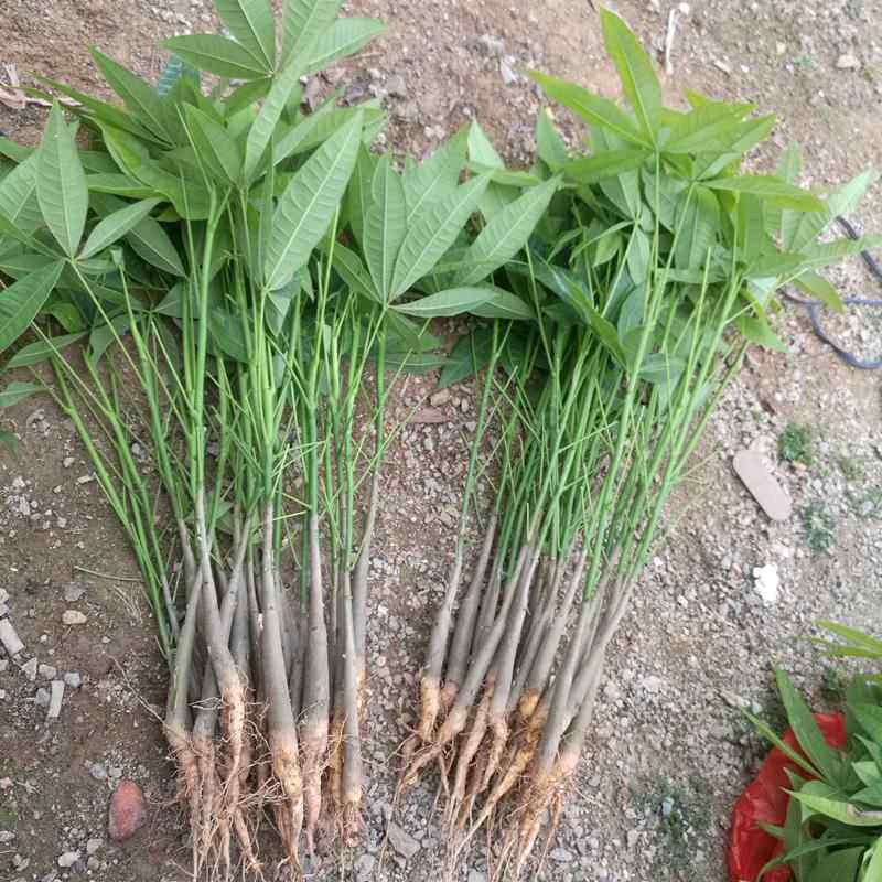 【发财树】花卉植物发财树盆栽发财树苗辫子发财树苗办公室盆栽