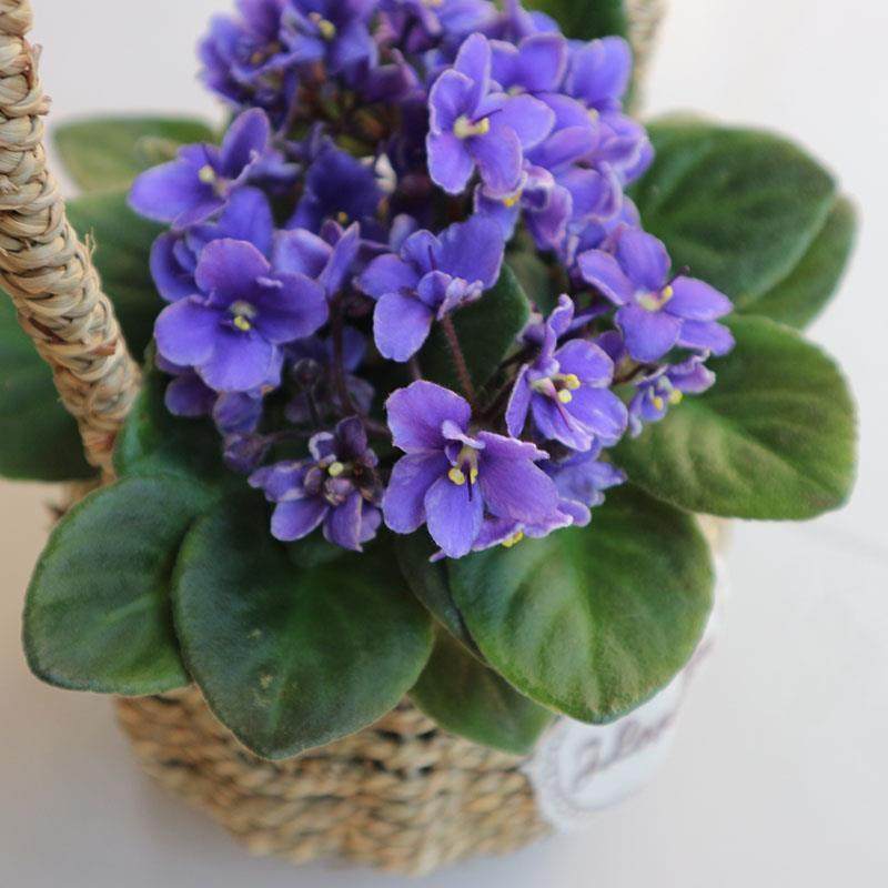 非洲堇紫罗兰盆栽花耐阴四季开花室内客厅办公桌好养庭院净化空气