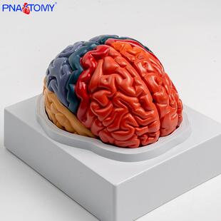 大349脑模型脑能区展域教解剖彩色人脑学教具可拆彩色1比1功示