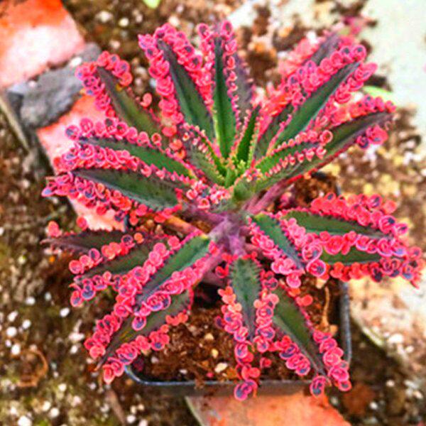 不死鸟锦多肉 有名落地生根小花瓣超美四季好养适合新手含盆土发