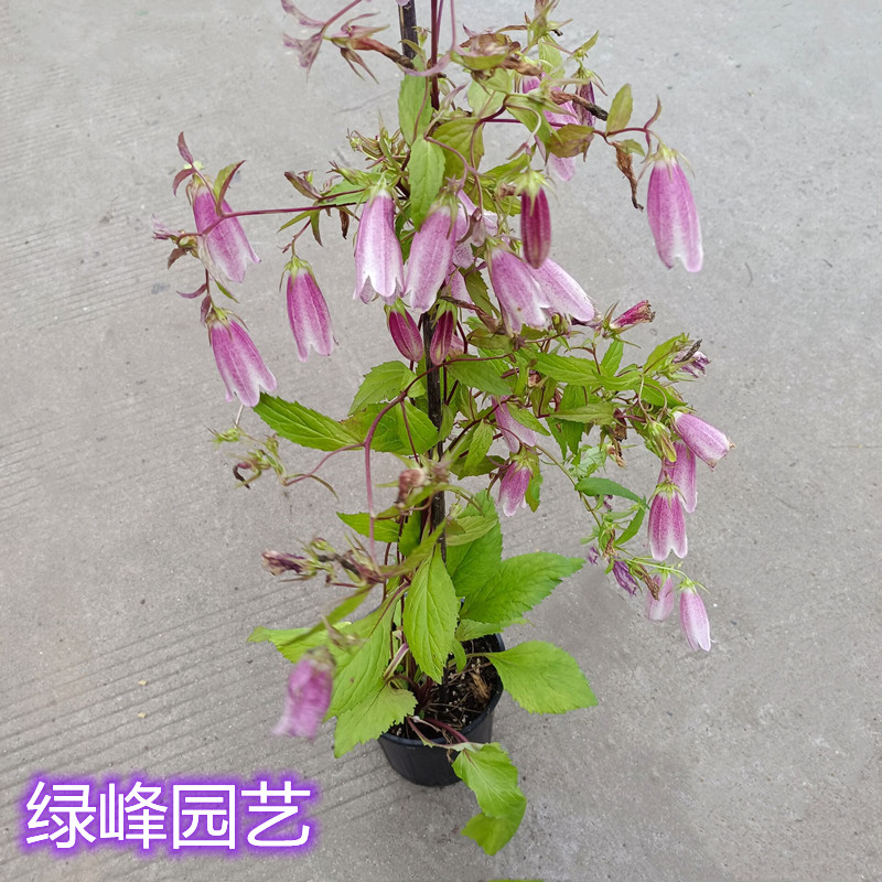 紫斑凤铃草灯笼花藤本爬藤植物盆栽室内外庭院倒挂金中多年生包邮