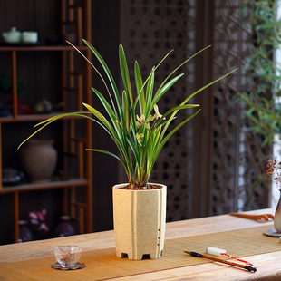 兰花国兰建兰盆栽小桃红室内桌面好养盆景书房茶桌办公桌教师节礼