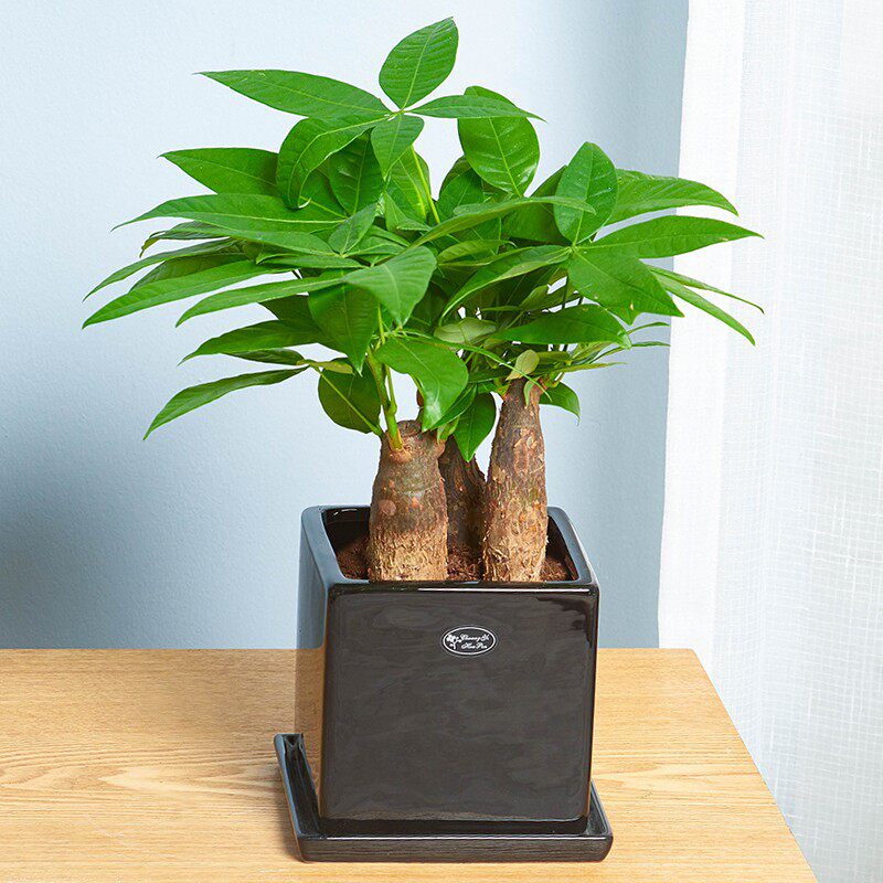 梦邦小发财树盆栽小型植物室内客厅办公室桌面招财树绿植净化空气