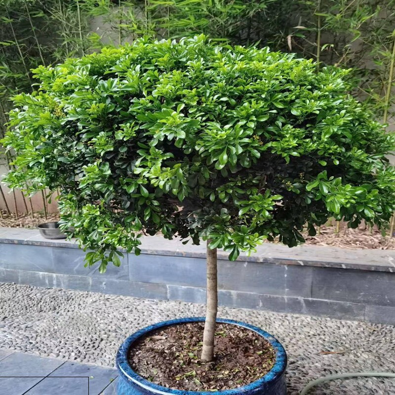 米兰花盆栽花卉植物室内花苗浓香型四季开花好养绿植客厅净化空气